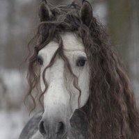 غــ☁️🐎 (@1ff1_e7sas) 's Twitter Profile Photo غــ☁️🐎 (@1ff1_e7sas) 's Twitter Profile Photo