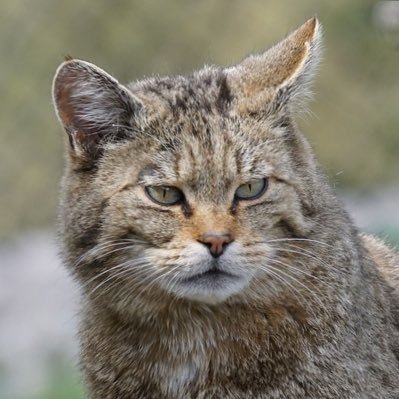 二重思考の山猫さんのプロフィール画像