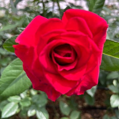 🤗いつも皆さまのツイート楽しみにしてます😊🌻🌼🌸🌺🌷🌹フォロー頂きありがとうございます💕巻き込みリプ、会話のRTしないでくださいね‼️エロ垢❌無断転載❌DM勧誘お断り🙅🏻×プロフィール強制しないでください❌主人のアクセサリー加工✨二畳nijo宜しくお願いします♬