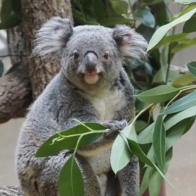 wawawa20200514's profile picture. ⋆⸜ ワトルだよ ⸝⋆ (中の人:mayu👩🏼)