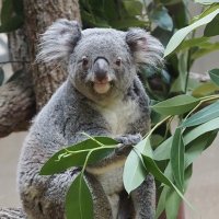 コアラ 地面に降りたオウカちゃんと得意げに背中に乗るオウキ