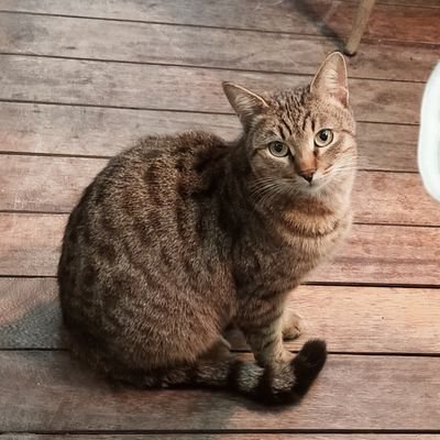 sbr0153's profile picture. 成人済み。サンホラ・リンホラ、洋画、とうらぶ、リゼロ、教都、時々スポーツ、黒バス、ヘタ、松、能etc。時期により無節操に呟きます。男女CP,BL,夢なんでもござれなのでご注意ください。