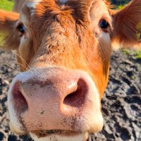 Mumma_moo (@moo_mumma) 's Twitter Profile