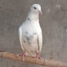 republiektrien's profile picture. Nest:art.31..(6 broers & 6 zussen!)exhogeschoolfrik, vega, (o)ma,oratoriumjunk,kunst,antiek behalve zo'n staatsvorm.Wil af v. ongekozen staatshoofd & lakeien!