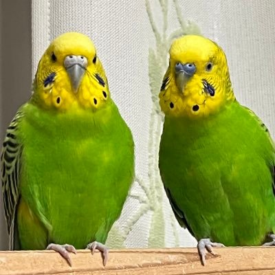 ライブと野球と鳥が好き漫画アニメも/Official 髭男dismW会員ヤンマー日産/UVERworld11/15/藤井風/ベリーグッドマン/進撃の巨人/阪神ファン🐯/セキセイインコのピーちゃん♀6歳 ポコちゃん♂5歳の飼い主/看護師