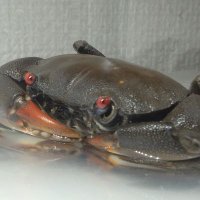 🦀カニ活🦀 (@kaninoiru) 's Twitter Profile Photo 🦀カニ活🦀 (@kaninoiru) 's Twitter Profile Photo