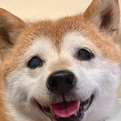 2009年9月6日生まれ。まだまだ元気な16歳の柴犬♀ 体重は6.5kgの豆サイズ🐕🐕(赤)パパは家系ラーメンオタク🍜