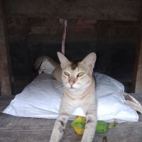 Anowar Hossain Gnoma π§ββοΈ,π§ββοΈ Kaisar I Mango (@anowar144) 's Twitter Profile