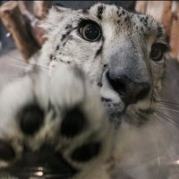 toast !! (@toastysnep) 's Twitter Profile Photo