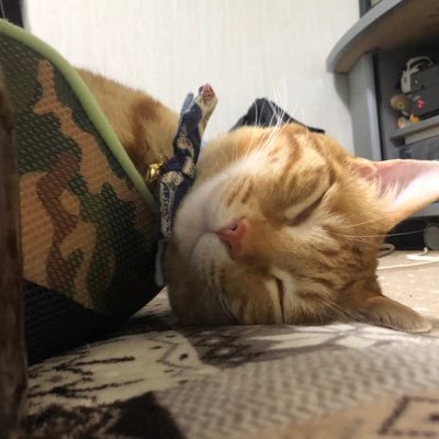 Mq11290452's profile picture. 面倒くさがりな😺好き関西人。基本ポジティブだけど時々全部めんどい〜。三代目JSBの岩ちゃん💫英孝ちゃん🎉煉獄さん🥺コナン🕵️‍♂️大好き💖Aimer憧れ。心理学勉強中🧠カウンセラー目指し中🌸