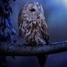 Midnight_Owl2's profile picture. Midnight_Owl2 on AO3 📝 | Fanfiction writer - more works coming soon | multi-fandom | Minors and NAIB = soft block 🔞 | 25yrs