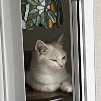 鳳連飛P (@renp2010) 's Twitter Profile