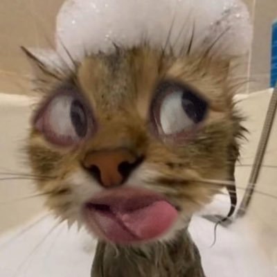 imkitty911's profile picture. 