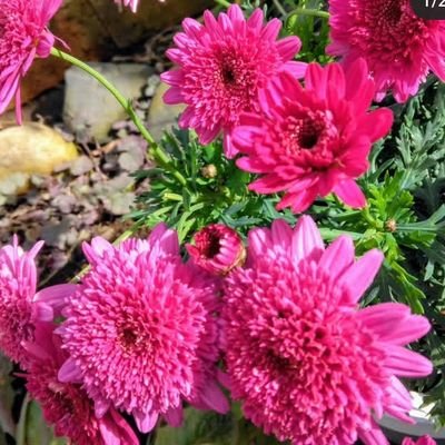 OsarodionO82386's profile picture. live here in Montreal Canada, a love of Japan and it's wonderful food and wonderful four seasons nature          

カナダのモントリオールに住んでいます。日本とその素晴らしい食べ物、素晴らしい四季の自然が大