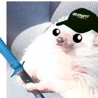 Basierter Brüsti ⚡️ (@basierterigel) 's Twitter Profile
