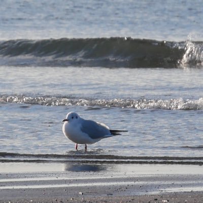 DSi_mania's profile picture. 無言フォロー失礼します〜ほぼ身の回りのものが平成に取り残されてる中3です！ エレコム信者かも リバリバちょろっとやってる。ステラソラ初心者勢 ほぼ通さない鍵垢　@kagino_gohan