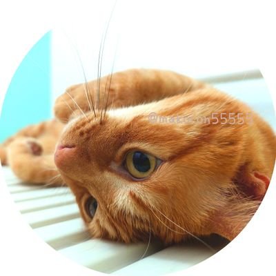 makoron55555's profile picture. 💕我が家のにゃんズ激らぶ(•ө•)♡　
🐾動物好き♡特に猫.鳥 好きฅ⁠^⁠•⁠ﻌ⁠•⁠^⁠ฅ　
💕甘いもの.手芸.文房具.ホラー.🐌　
🐾公園.神社.動物園.水族館𓂃𓈒𓏸ꕤ
👻睡眠障害気味で夜な夜なホラー三昧👻
