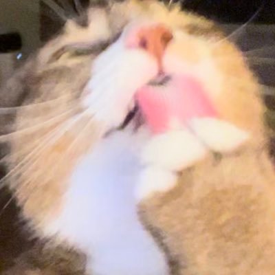 hugeinu's profile picture. 