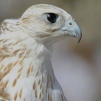 صقر العراق (@alsadyk90) 's Twitter Profile