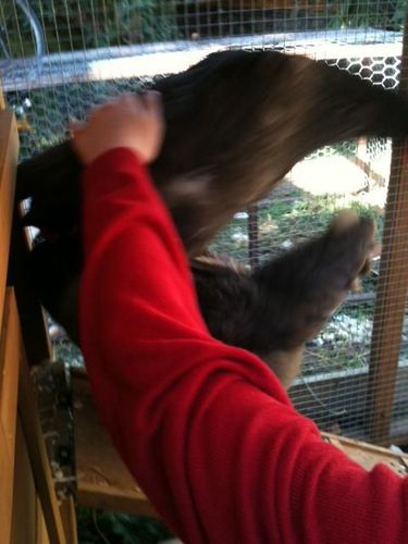 I am a mum to 2 boys and 5 chickens and a loving wife to my overworked husband.