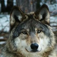 Emanuele Chimisso (@emanuelechimis3) 's Twitter Profile Photo Emanuele Chimisso (@emanuelechimis3) 's Twitter Profile Photo