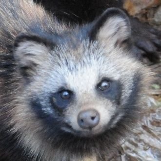 昭和と生き物を愛する地味タヌキ