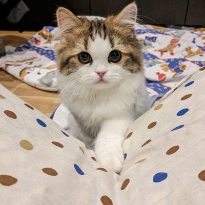 A5X8xTOJLQ98792's profile picture. 「まる」という名前のスコティッシュの猫を飼い始めて1年になります。家の中がとても明るく楽しくなりました。
