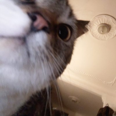 3fatfufu's profile picture. a VERY anxious neurodivergent phat phaggét trying to survive 
29, they/them🇧🇮🇰🇪 🇨🇩🏳️‍🌈