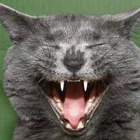 Кабан Мадан (@kabanmadan) 's Twitter Profile