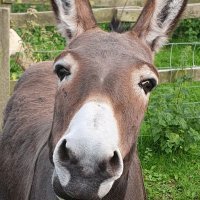 The Donkey (@thedonkey45) 's Twitter Profile Photo The Donkey (@thedonkey45) 's Twitter Profile Photo