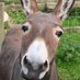 The Donkey (@thedonkey45) Twitter profile photo The Donkey (@thedonkey45) Twitter profile photo