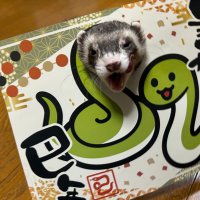 Weasel (@weasel_k_anim) 's Twitter Profile