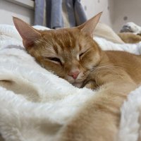 nutsuun (@nutsuun) 's Twitter Profile