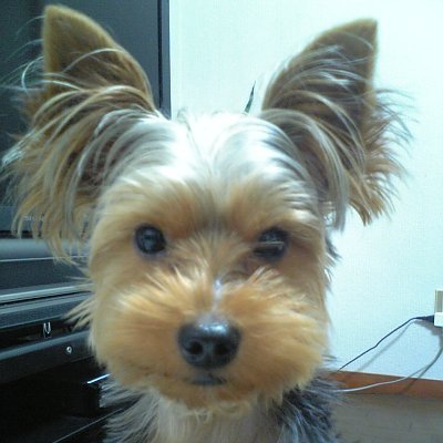 mk2desushi's profile picture. MK-2になりました。