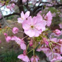 Aya🌸 (@summeraya) Twitter profile photo