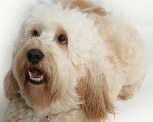 I'm a cockapoo! I love my walkies, mummy and food ☺ I'm also a part-time model