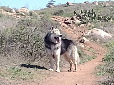 LenRomans's profile picture. 