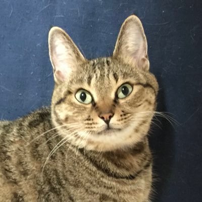 無言フォロー歓迎、フォローいただきありがとうございます模型アカウント以外もなるべくフォロバ致します、他者に対して攻撃的な方、引用リポストやリプライでポスト主を貶めるような方、他者のポストに敬意のない方は相互フォローはできません