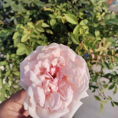 iquebal_arshad's profile picture. I AM MUSLIM  ISLAM IS PERFECT💯👍 BUT I AM NOT  IF I MAKE MISTAKES  BLAME ME  BUT NOT MY RELIGION ❣️