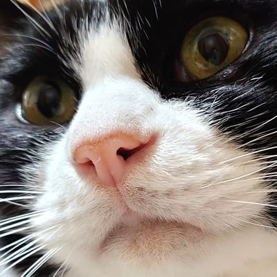 x壱にゃんさんのプロフィール画像