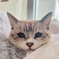 りを (@sekainomago) 's Twitter Profile