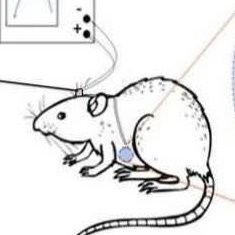 maplePlx's profile picture. #.  Large fauna, or flora of a unexpected size.             
    Tldr; (bio)hacker  🏳️⚧️ |  views = mine or silly, probably both | 🦋s4lt @irs.gay
