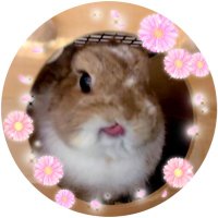 マドンヌ🐰 (@alicerabbit_516) 's Twitter Profile