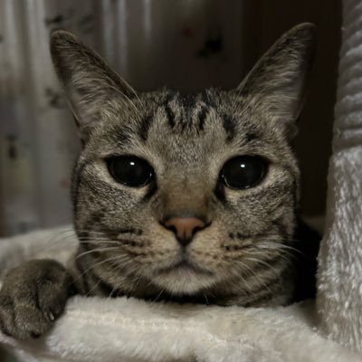 活字中毒と睡眠LOVEの狭間で揺れるぴんぽんれでぃ。 普段は鍵アカ…だったけど我慢ならず顕現したあわいの民。人見知りのため人知れずフォローしていきます🙇♀️