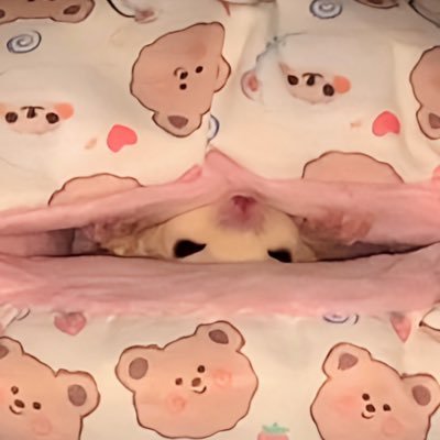 fukumomo_rio's profile picture. フクロモモンガを飼っています！ リューシスティックの女の子♀ InstagramとTikTokも(ふくももりお)