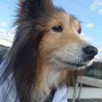 Kirimaru (@hatamegu25) 's Twitter Profile