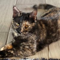 Uncle Krusty (@ralphcovington8) 's Twitter Profile