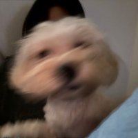 궁금 (@deepcaffeine) 's Twitter Profile