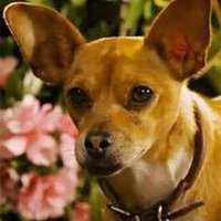 ✨️🐾 Pᴀᴘɪ Cᴏʀᴛᴇᴢ ✨️🐾 (@xbevhillspapix) 's Twitter Profile