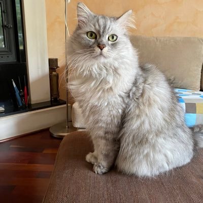 mehmetaliabey's profile picture. you will never walk alone